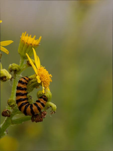Sint-jacobsvlinder (Tyria jacobaeae)